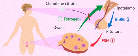 clomifene